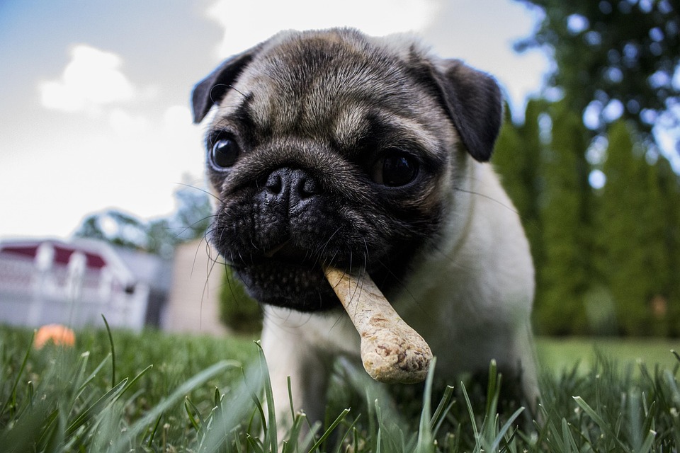 perro comiendo un hueso