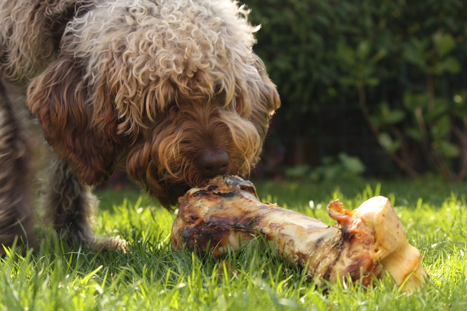 perro comiendo huesos