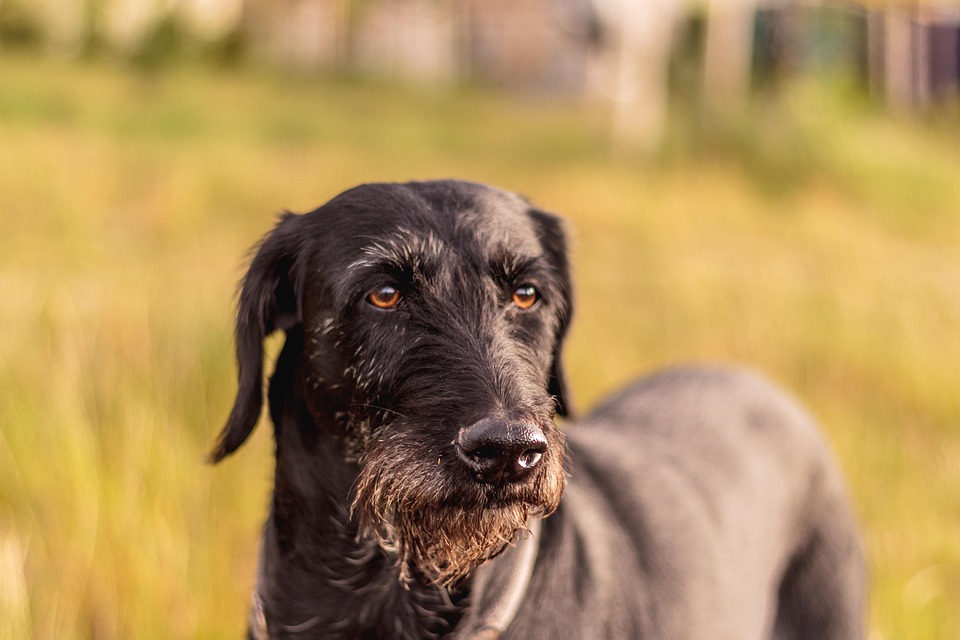 muda de pelo perro