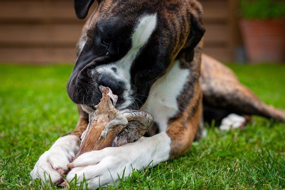 perro comiendo un hueso