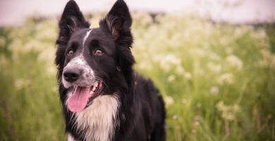 border collie