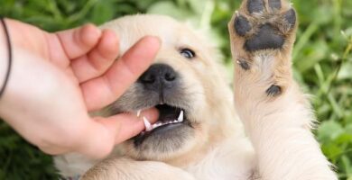 cachorro morderdiendo mano