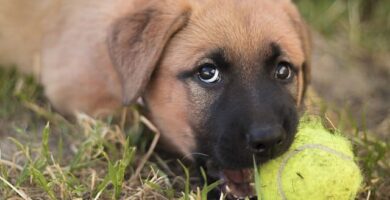 cachorro morderdiendo pelota