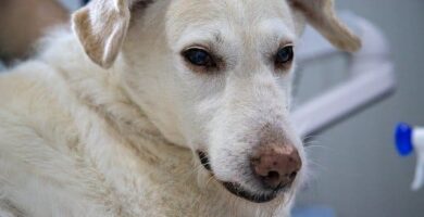 labrador