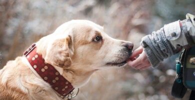 labrador
