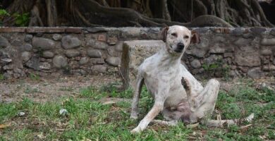perro rascandose