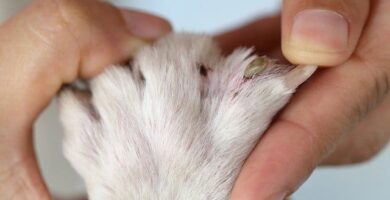 uñas de perro