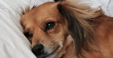 perro en cama