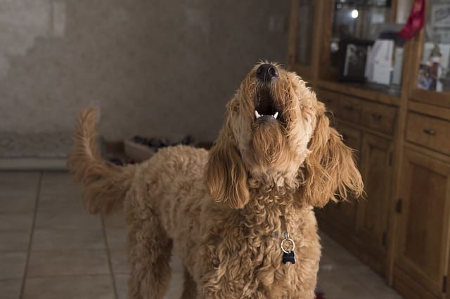 perro ladrando en casa
