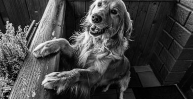 ladridos perro