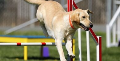 perro agility