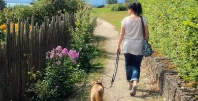perro paseando