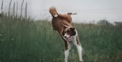 perro saltando