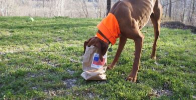 perro comiendo bolsa