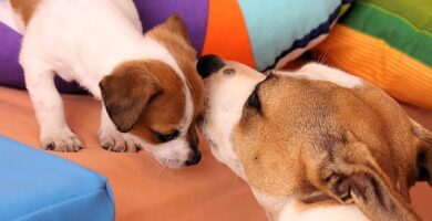 cachorro con su madre
