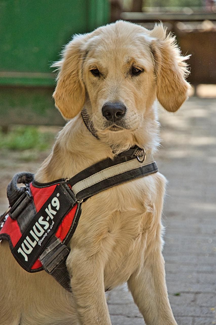 Cómo medir un perro para un arnés