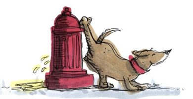 perro orinando